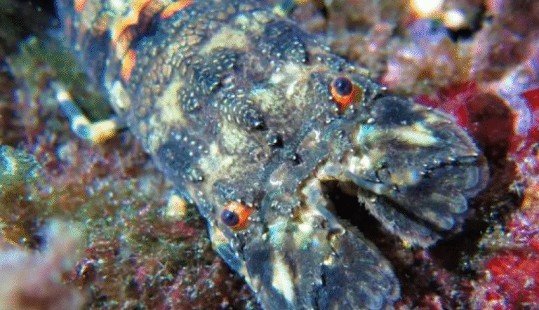 Este es el marisco más buscado de Galicia, un capricho del mar gallego