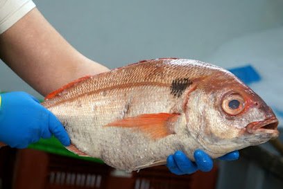 Lonja de pescado Pescados y Mariscos Gaizka en Arizgoiti